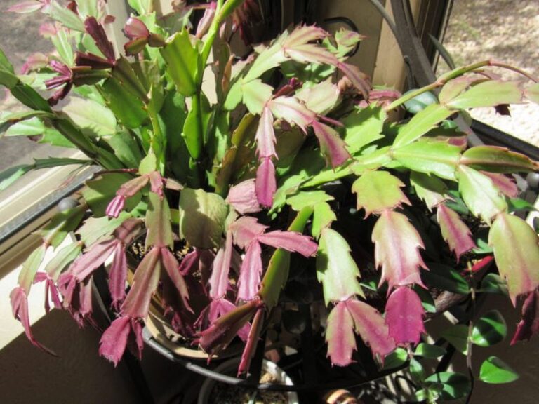 Red, Limp Christmas Cactus Segments in Fall? Check the Window, but Check the Soil First