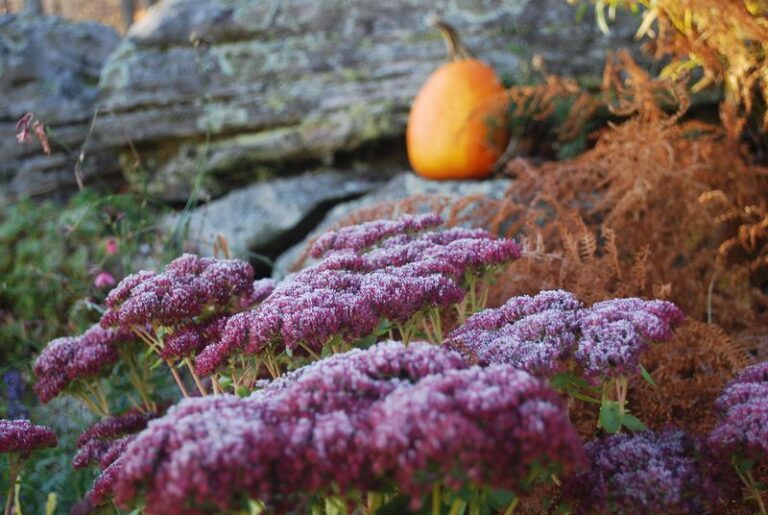 Your Pumpkins Look Twice As Good Surrounded By These 13 Fall Plants That Keep Blooming Through Frost