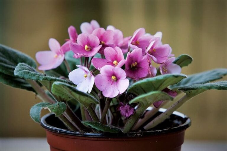 7 Mistakes That Quietly Kill Your African Violets Indoors This Winter (And The Easy Fix For Each)