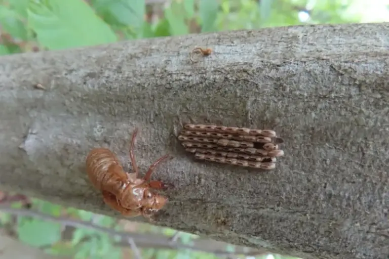Spotted Lanternfly Egg Masses Look Like Dried Mud, And Here’s Where They Turn Up On North Carolina Patio Furniture
