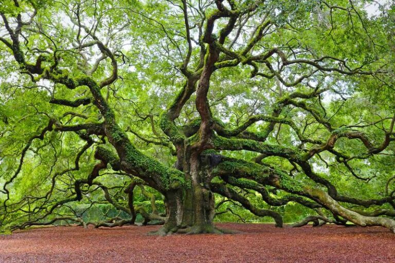 The North Carolina Native Tree That Feeds More Caterpillars Than Anything Else You Could Plant