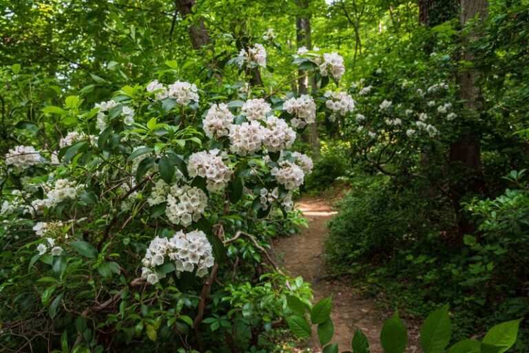 These North Carolina Native Shrubs Keep Flowering Under Big Oaks Where Azaleas Always Struggle
