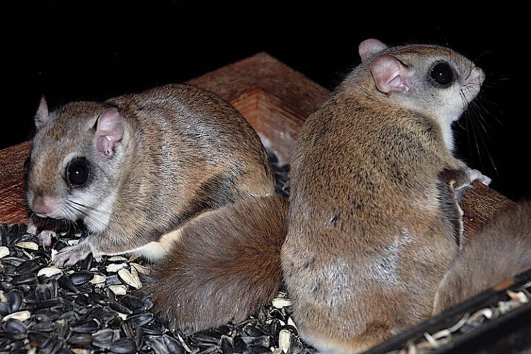 A Flying Squirrel at Your North Carolina Bird Feeder After Dark Is Consistent With Nearby Tree-Cavity Habitat