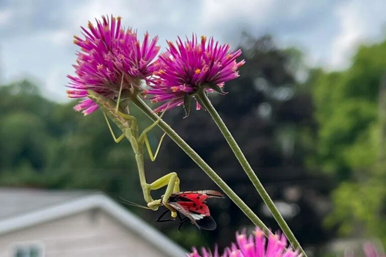 Praying Mantises Can Eat Beneficial Insects As Well As Garden Pests