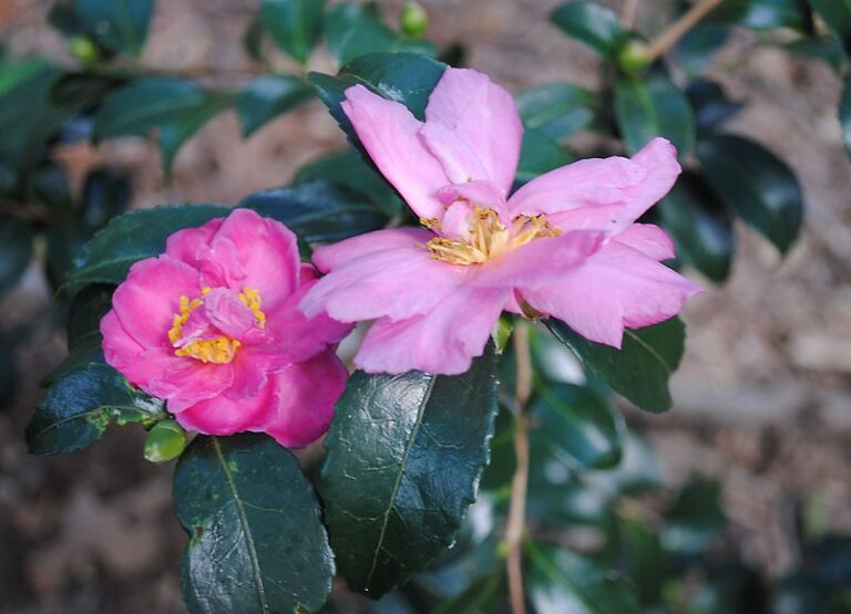 These Camellia Varieties Start Blooming First In North Carolina Yards And Keep Color Going All Winter