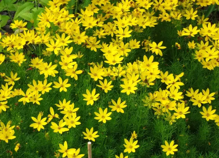 These North Carolina Native Edging Plants Line Your Walkway Better Than Liriope Ever Did
