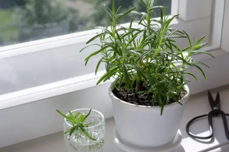 Rooting Rosemary Cuttings Indoors: A Possible Backup Plant for Winter