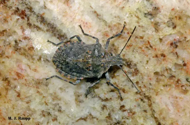 Firewood Can Bring Insects Indoors, but Not One Guaranteed Pest