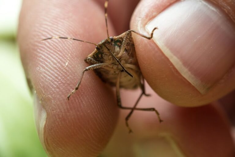 When to Seal Your North Carolina Home Against Brown Marmorated Stink Bugs