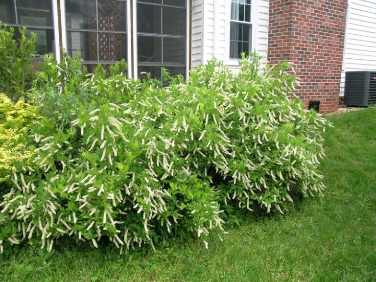 The North Carolina Native Plants That Cover The Bare Ground Under Your Deck So Weeds Never Take Hold