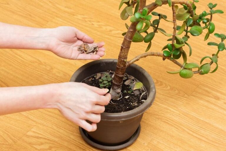 Why Your Jade Plant Drops Leaves The Moment The Heat Comes On, And The Simple Fix That Stops It