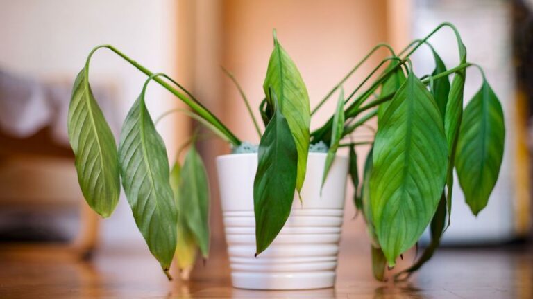 If Your Peace Lily Still Droops After Watering, Check the Soil Before Assuming Something Else Is Wrong