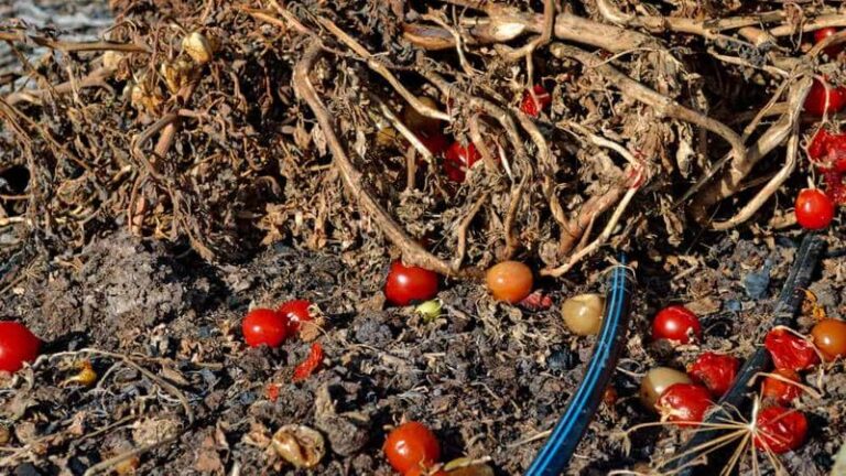 Tomato Cages, Stakes, And Dead Vines: How Fall Cleanup Can Reduce Some Tomato Disease Risks
