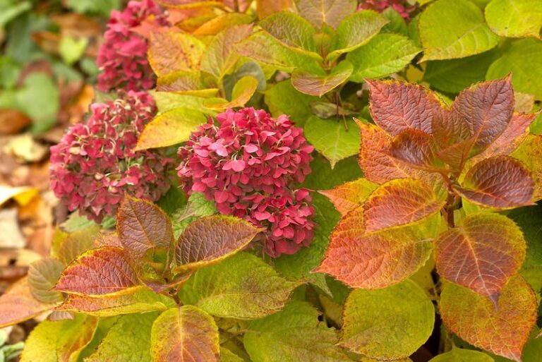 Feed Your Hydrangeas Like This And They Push Out Bigger, Fuller Blooms Next Summer (Plus 5 Feeding Mistakes To Skip)