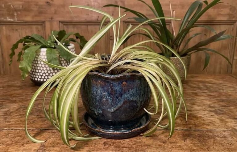 Your Spider Plant Is Telling You How It Wants To Be Watered – 17 Signs To Read (And How To Keep It Thriving For Years)