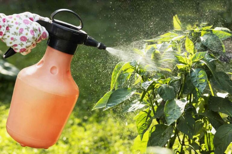 Stink Bugs Sneaking Indoors For Winter Turn Around At The Door When You Use These 9 Natural Repellents