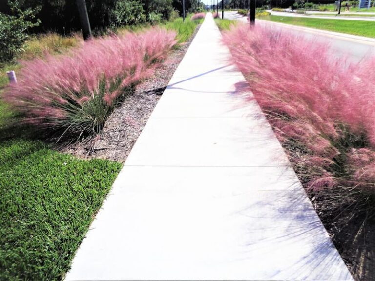 Pink Muhly Grass for North Carolina Curbs: A Native Alternative to Purple Fountain Grass
