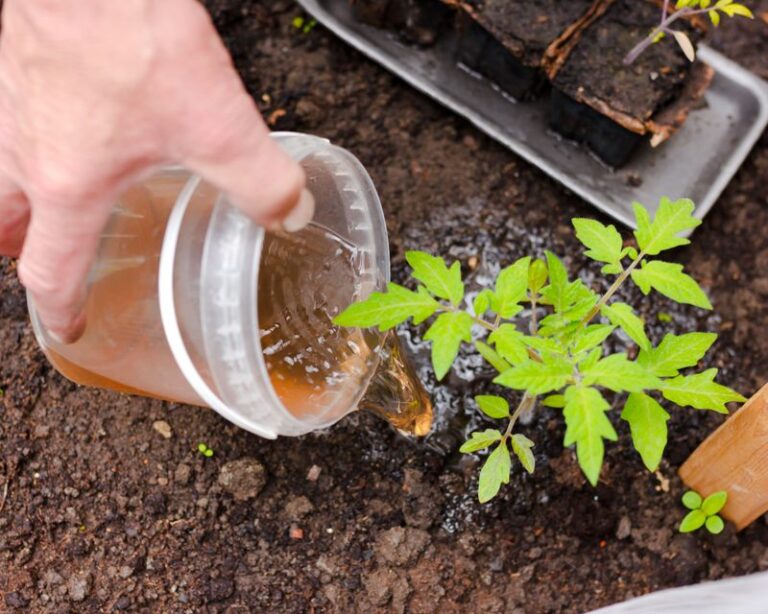 17 Kitchen Scraps And Pantry Staples That Feed Your Tomatoes Better Than Store-Bought Fertilizer