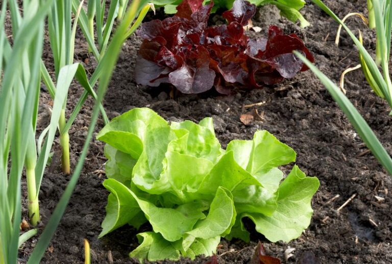 Before You Plant Anything Next To Your Beets, Here Are 13 Neighbors That Help (And 4 That Quietly Stunt Them)
