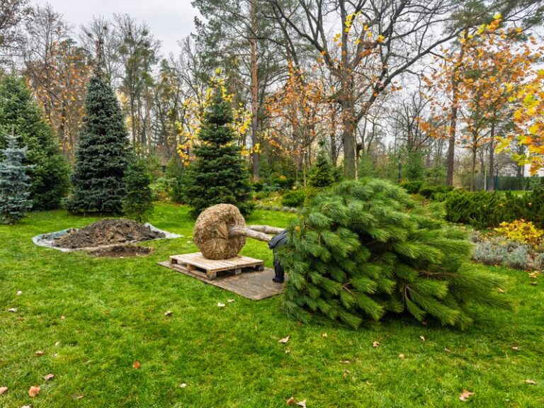 Is Fall Still The Right Time To Plant Trees In North Carolina When The Ground Is This Dry?