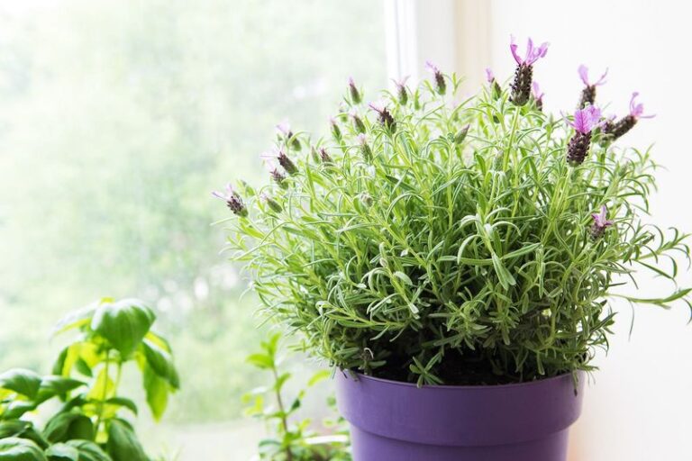 Your Lavender Is Deciding Right Now Whether It Survives Winter – 5 October Jobs And 2 Mistakes That Rot It