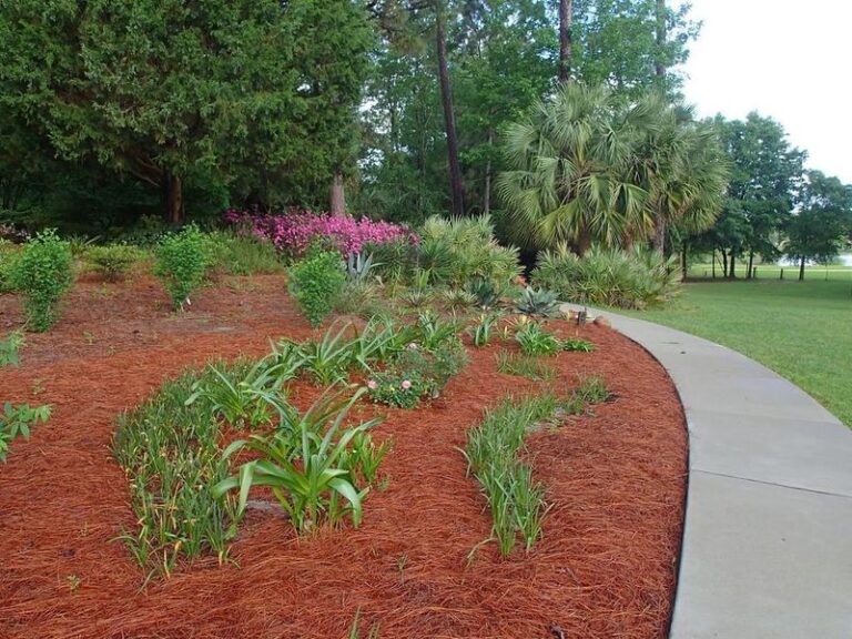 Pine Needles Can Be a Useful Winter Mulch for Some Perennials