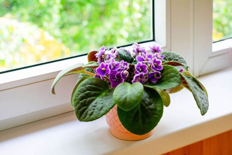 Your African Violet Will Bloom Fuller Than Ever This Winter Once You Make These Simple Changes