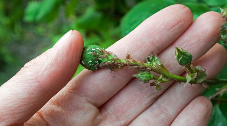 Aphids All Over Your Flowers? Skip The Harsh Sprays – These Gentle Fixes Clear Them Out