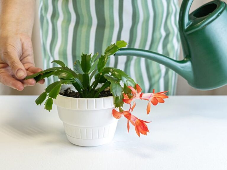 Your Christmas Cactus Buds Keep Dropping Before They Open? 13 Mistakes Making It Happen
