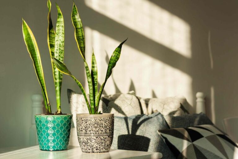 Your Snake Plant Needs Different Care Starting Now – 7 Fall Changes That Carry It Safely Through Winter