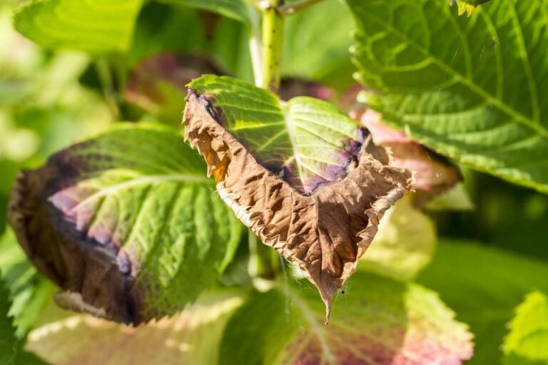 11 Reasons Your Hydrangea Leaves Are Turning Brown (And Which Ones Actually Matter This Fall)