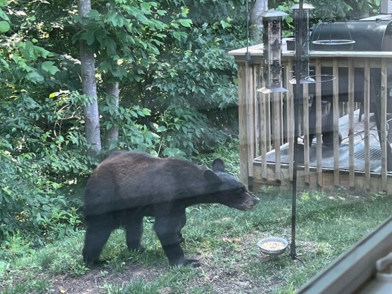 What To Do In The First Few Seconds When A Black Bear Wanders Into Your North Carolina Yard