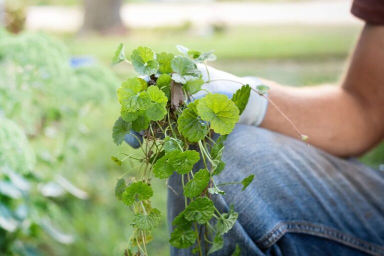 Creeping Charlie Keeps Coming Back Because Pulling It Leaves The Real Problem Behind. Here’s How To Finally Clear It This Fall