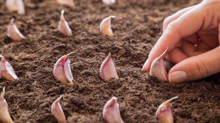 Plant Garlic Cloves This Month And You’ll Pull Fat, Full Heads From Your Bed Next July