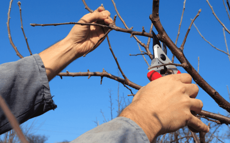 Before You Prune Your Apple Tree This Winter, Skip These 19 Cuts That Cost You Next Fall’s Apples