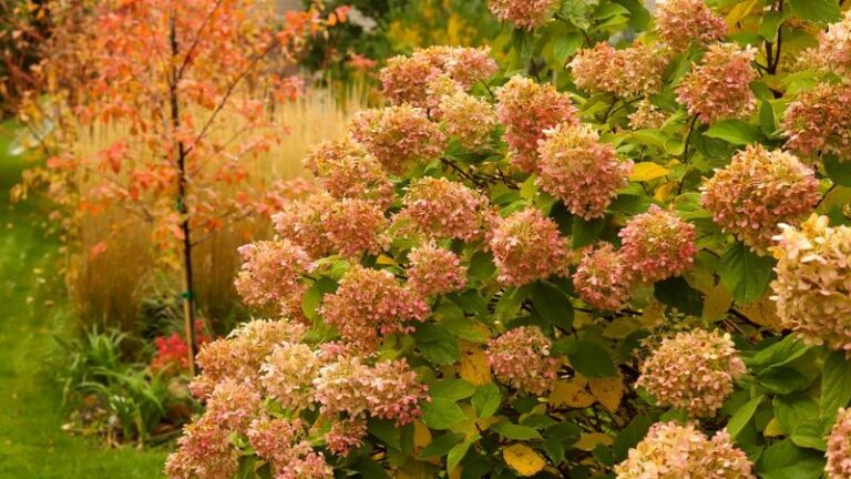 Before You Cut Back Your Fading Hydrangeas This October, Check Which Type You Have