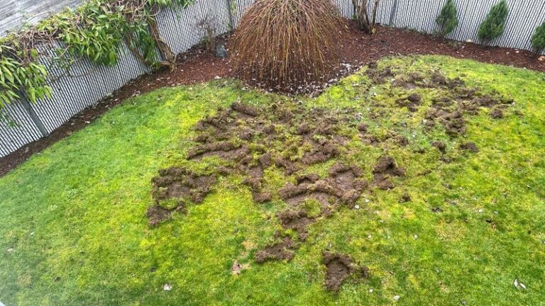 Your Yard Keeps Inviting Raccoons Back – 13 Things Drawing Them In (And How To Shut Each One Down)