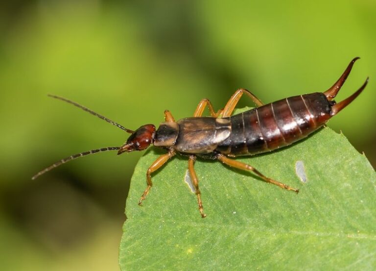 These 11 Fall Bugs Are Already Looking For A Way Into Your House – Here’s How To Keep Each One Out