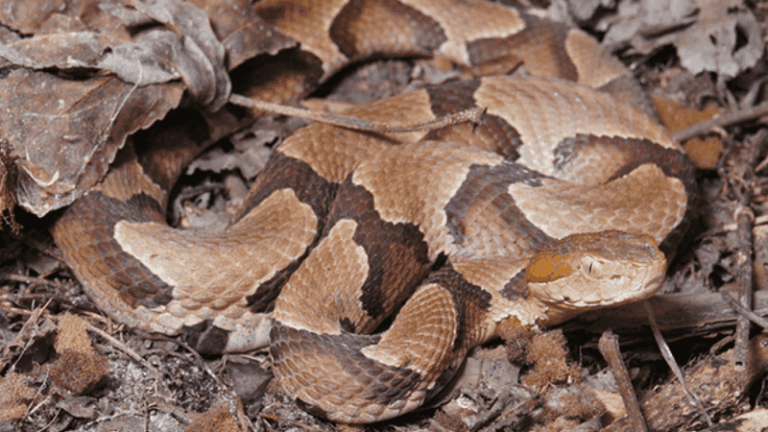 What To Do After a Suspected Copperhead Bite While Working in Your North Carolina Yard
