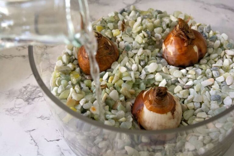 Forcing Paperwhites in a Pebble Bowl: About Six Weeks to Bloom in a Bright, Cool Spot