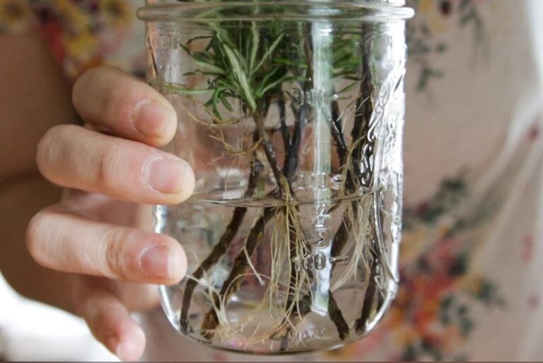 Take Rosemary Cuttings Before Outdoor Cold Hits to Try Saving Your Plant Indoors