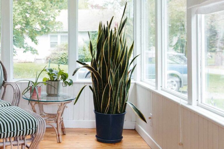 Snake Plant by a Cold Winter Window? How to Tell Leaf Injury From Root Rot