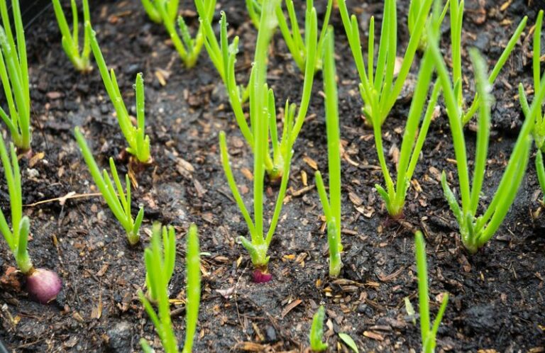 Is October Really the Best Time to Plant Shallots in North Carolina? What to Know Before You Plant