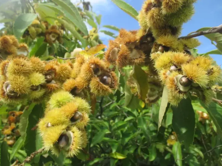 Chinquapin: The North Carolina Native Shrub or Small Tree With Fall Nuts for People and Wildlife