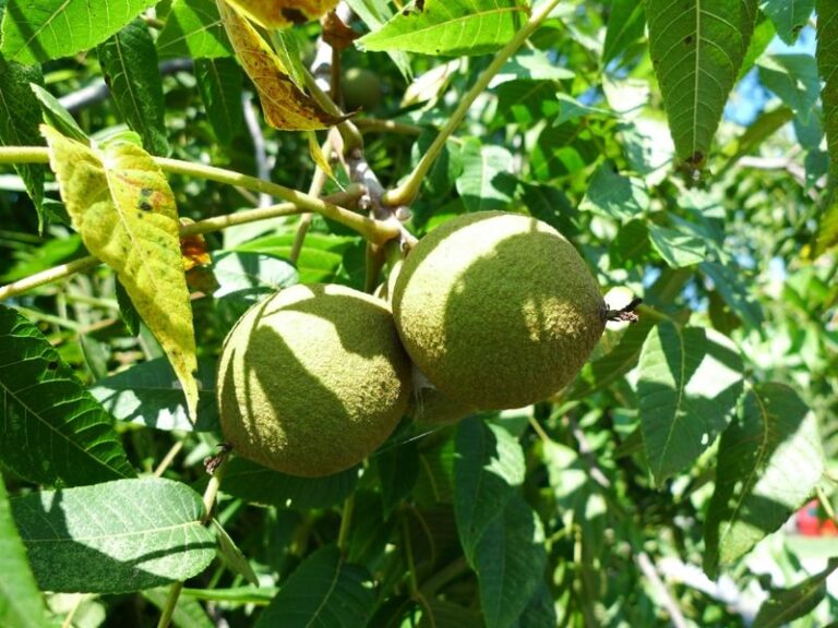 Is a Black Walnut Tree Hurting Your Tomatoes? What Juglone Really Does in a Backyard Garden