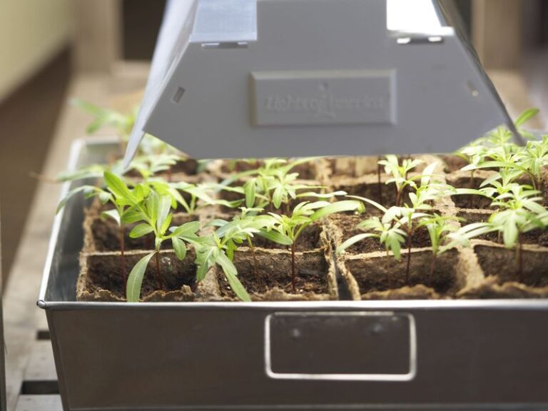 Your Potted Geraniums Stopped Flowering? 6 Simple Resets Bring Color Back All Winter Indoors