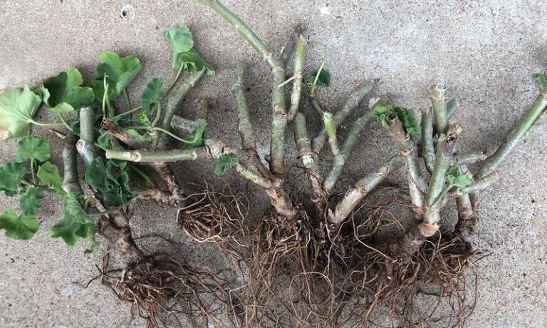 Can You Overwinter Potted Geraniums Bare-Root? The Old-School Paper Sack Method and Its Risks