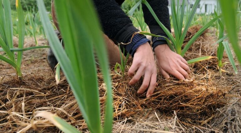 Planting Garlic This Month? 12 Mistakes That Leave You Digging Up Tiny Bulbs Next July