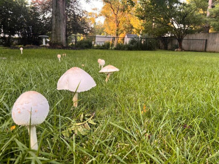 Mushrooms in Your Lawn After Rain Can Signal Fungal Activity in That Spot