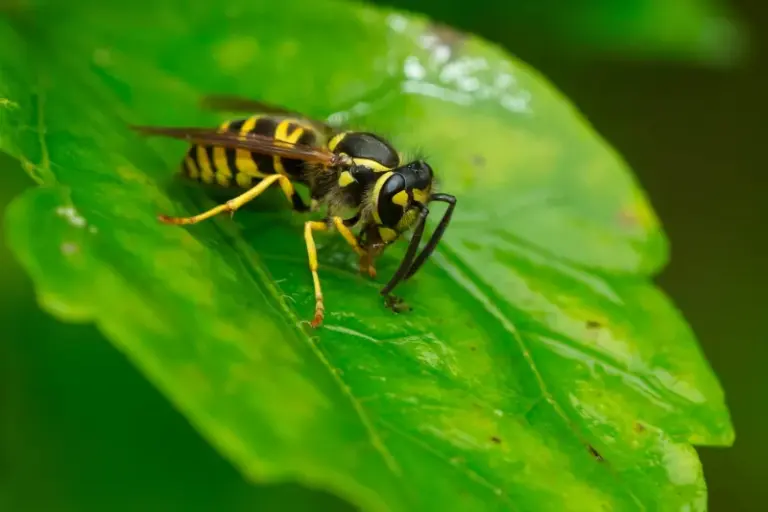 Why Yellowjackets Hammer Some North Carolina Yards All Fall While The House Next Door Stays Quiet